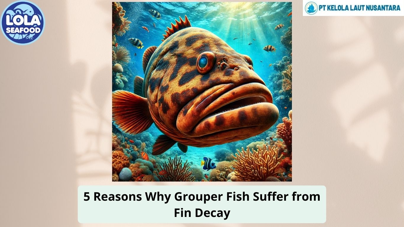 5 Reasons Why Grouper Fish Suffer from Fin Decay